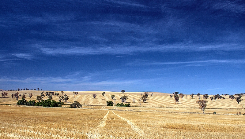 wheat country 3.jpg